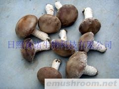 供应香菇
