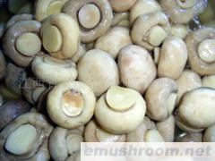 供应蘑菇罐头