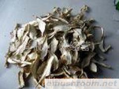供应金针菇、鸡腿菇、百灵菇、杏鲍菇等