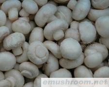 供应速冻双孢菇