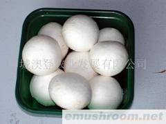 供应特级新鲜双孢菇