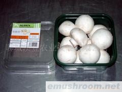 供应特级食用菌（双孢菇）
