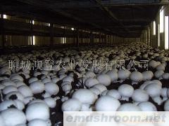 供应双孢菇（新鲜）