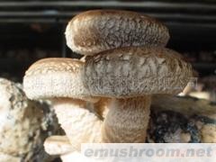 国内外供应香菇菌棒