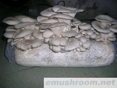 大量供应平菇菌棒