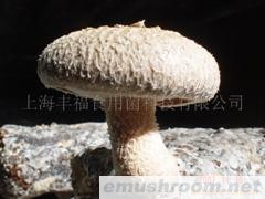 长期供应香菇菌棒