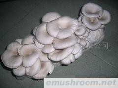 长期供应平菇菌棒