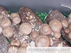 优质香菇菌棒