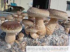 香菇菌棒(Shiitake)