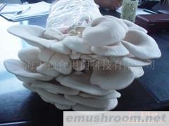 长期供应平菇菌棒