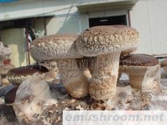 供应香菇菌棒-Shiitake