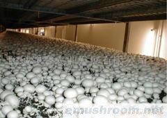 大量供应A级双孢菇（新鲜）