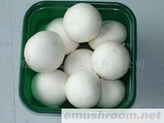 大量供应A级双孢菇