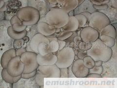 供应平菇菌棒(图)