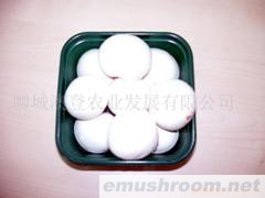 供应A级双孢菇（食用菌）