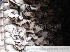 供应有机白背毛木耳