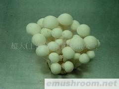 供应白玉菇