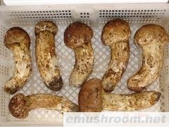 供应野生松茸