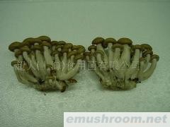 供应蟹味菇