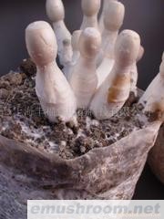 供应鸡腿菇菌棒(图)