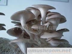 供应秀珍菇菌棒(图)