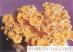 供应榆黄蘑菌棒(图)