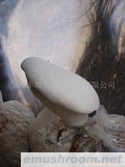 供应白灵菇菌棒(图)