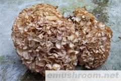 供应野生绣球菌（花びら茸)/蘑菇/野生菌/Manbetx体育手机版推荐A9版本