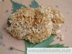 供应AD绣球菌(图)/蘑菇/野生菌/Manbetx体育手机版推荐A9版本