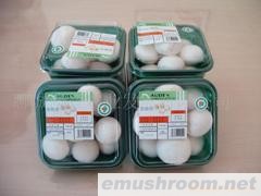 供应A级优质双孢菇（绿色食品）