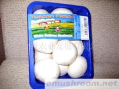 供应A级优质双孢菇