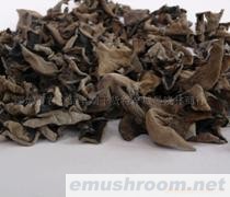 Auricularia auricula