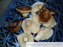 供应盐渍鲍鱼菇\杯蕈(猪肚菇)(图)