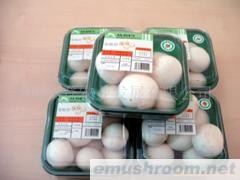 供应蘑菇（双孢菇）Manbetx体育手机版推荐A9版本