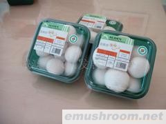 供应新鲜蘑菇（双孢菇）Manbetx体育手机版推荐A9版本