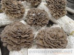 供应ManBetX体育,灰树花, 鲜品小花