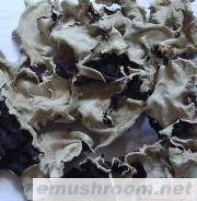 供应东北黑木耳