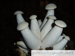 供应有机ManBetX体育(图)