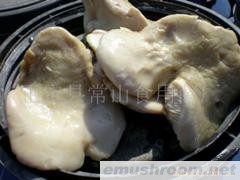 供应盐渍白灵菇 盐渍蘑菇