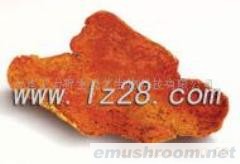 供应牛樟芝，台湾野生牛樟芝