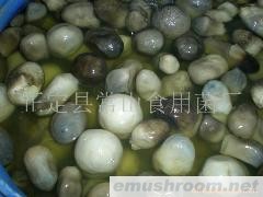 供应草菇 姬菇 白平菇 ManBetX体育(图)