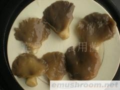 供应盐渍灰平菇(图)