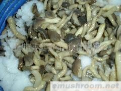 供应盐渍姬菇(图)