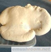 供应盐渍白灵菇
