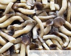 供应盐渍姬菇