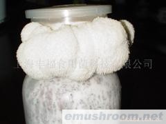 出口猴头菇菌棒