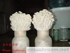 出口金针菇菌棒