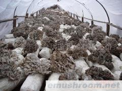 出口灰树花菌棒