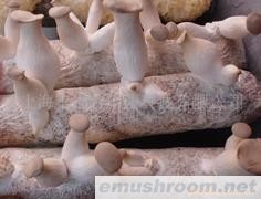 出口杏鲍菇菌棒