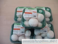 供应新鲜蘑菇